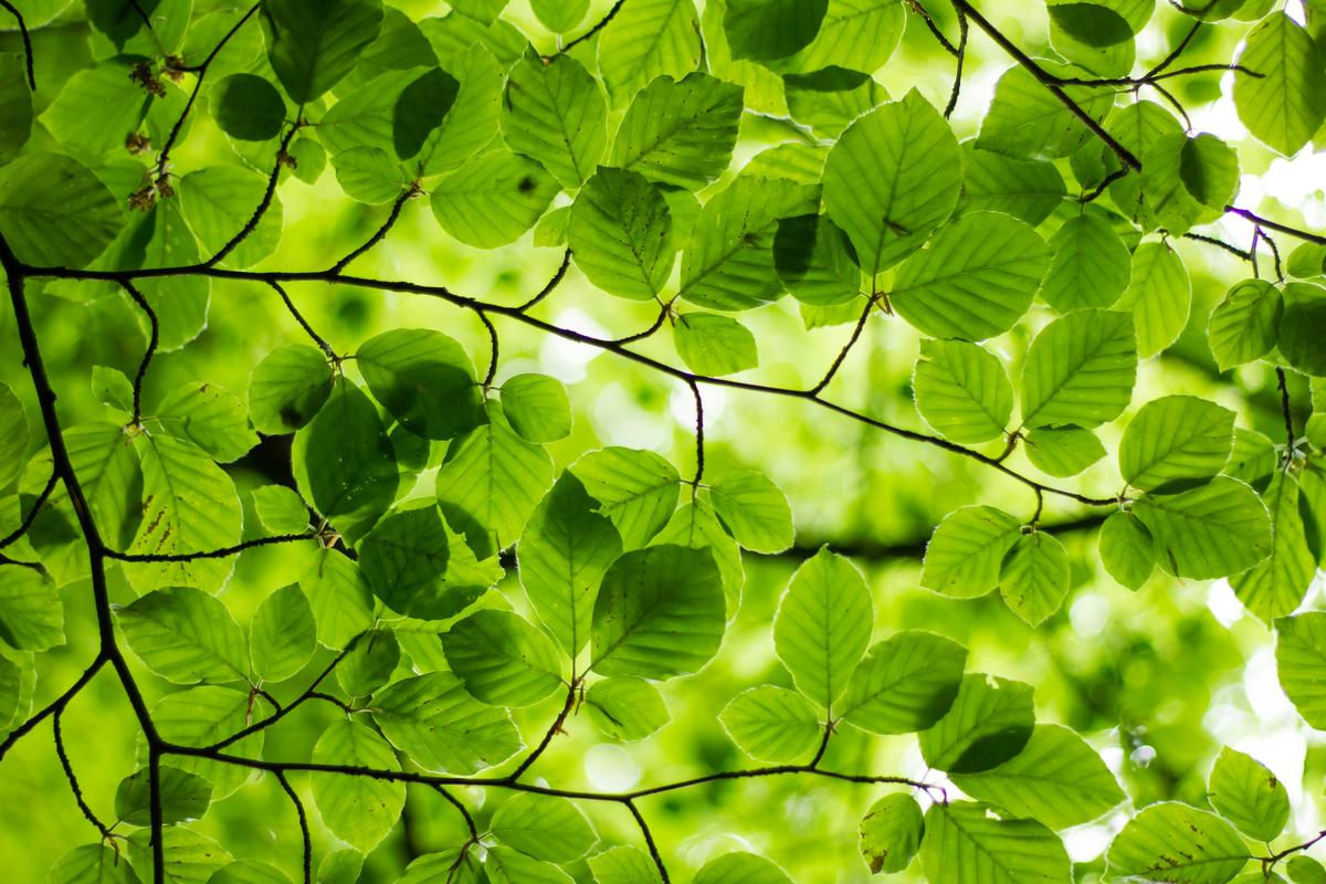Sourcing Bio-Disposables: The Moral and Economic Imperative of 2026